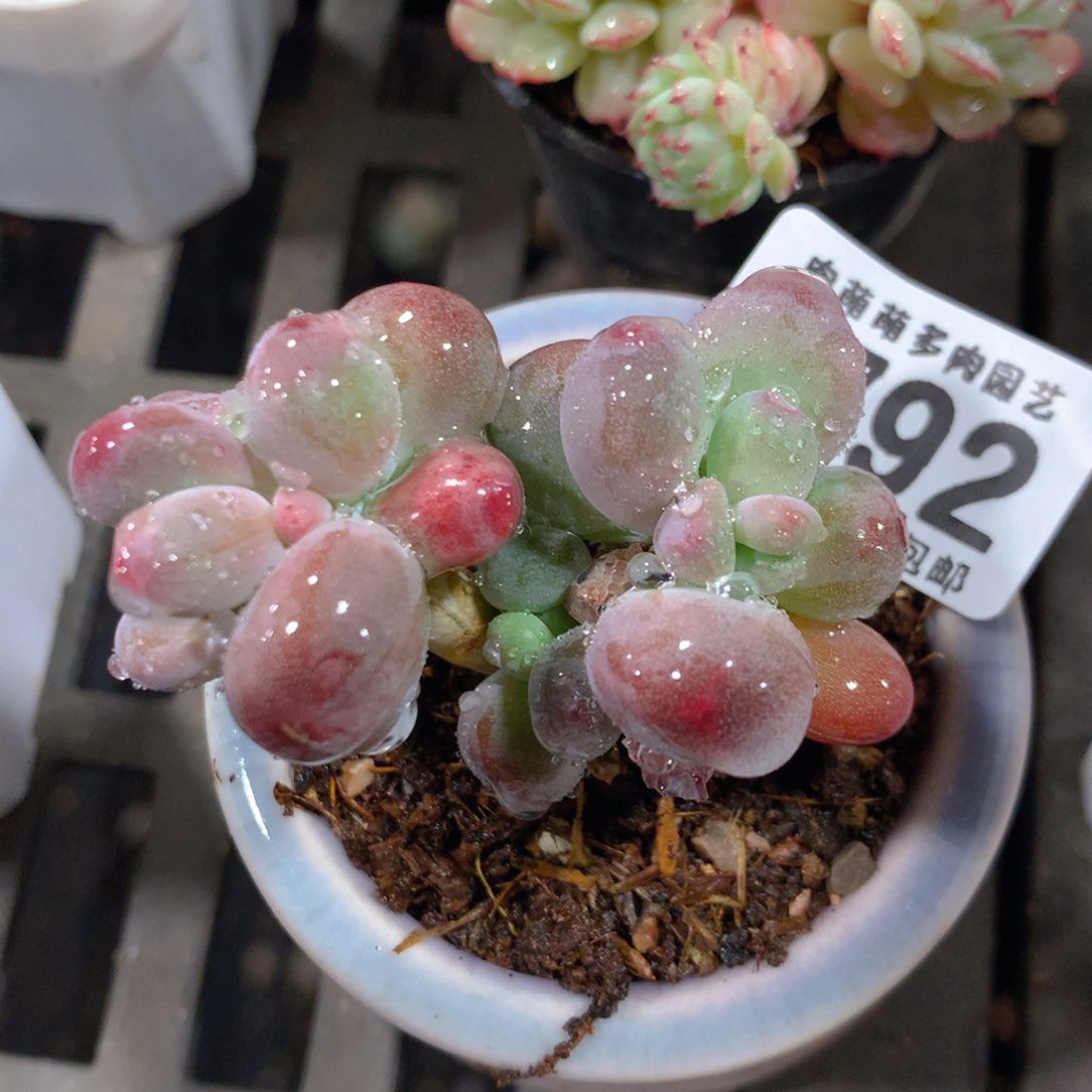 5CM拇指盆精控多肉ZQ792