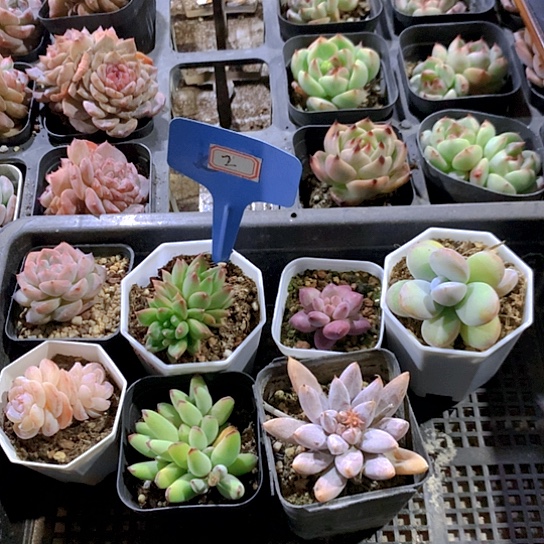 2号多肉植物园艺