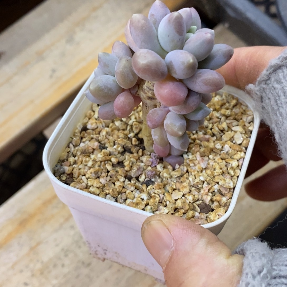 精品多肉一物一拍不包整414