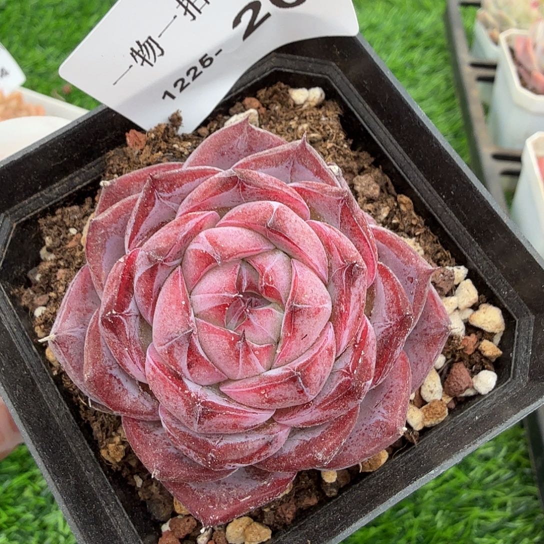 1225-20多肉一物一拍