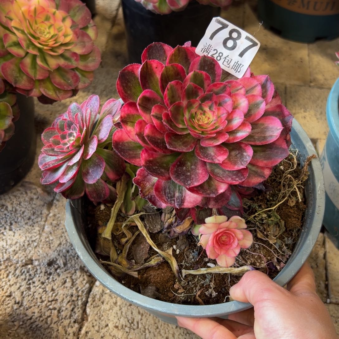 举***月多肉植物787海神