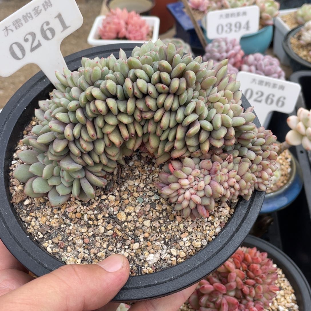 0261爱丽儿缀不带盆15厘米