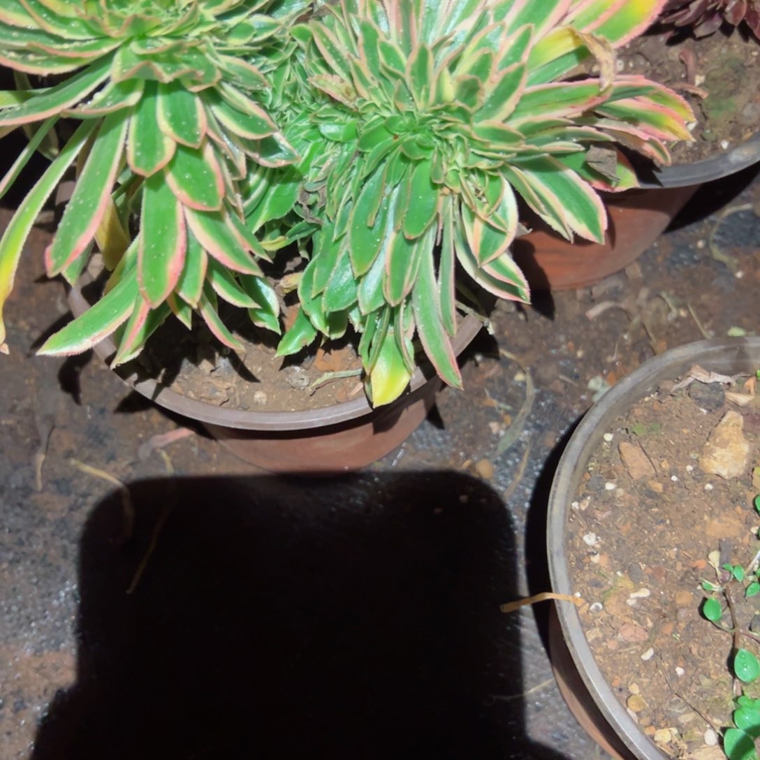 2093 号多肉植物法师新年福利