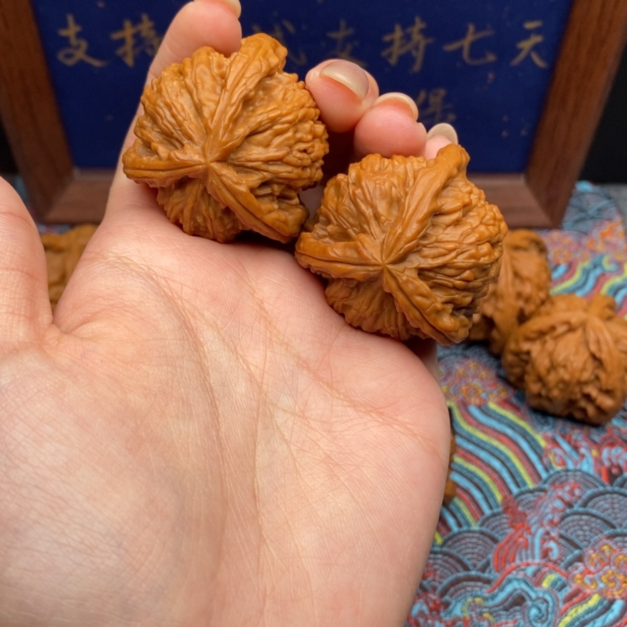 【闪购商品】金*哥白狮