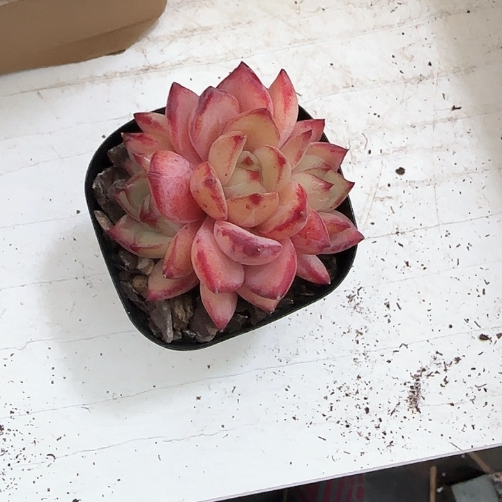 青蛙王子儿童牙膏111