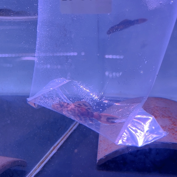 热带鱼不分公母1条20-019