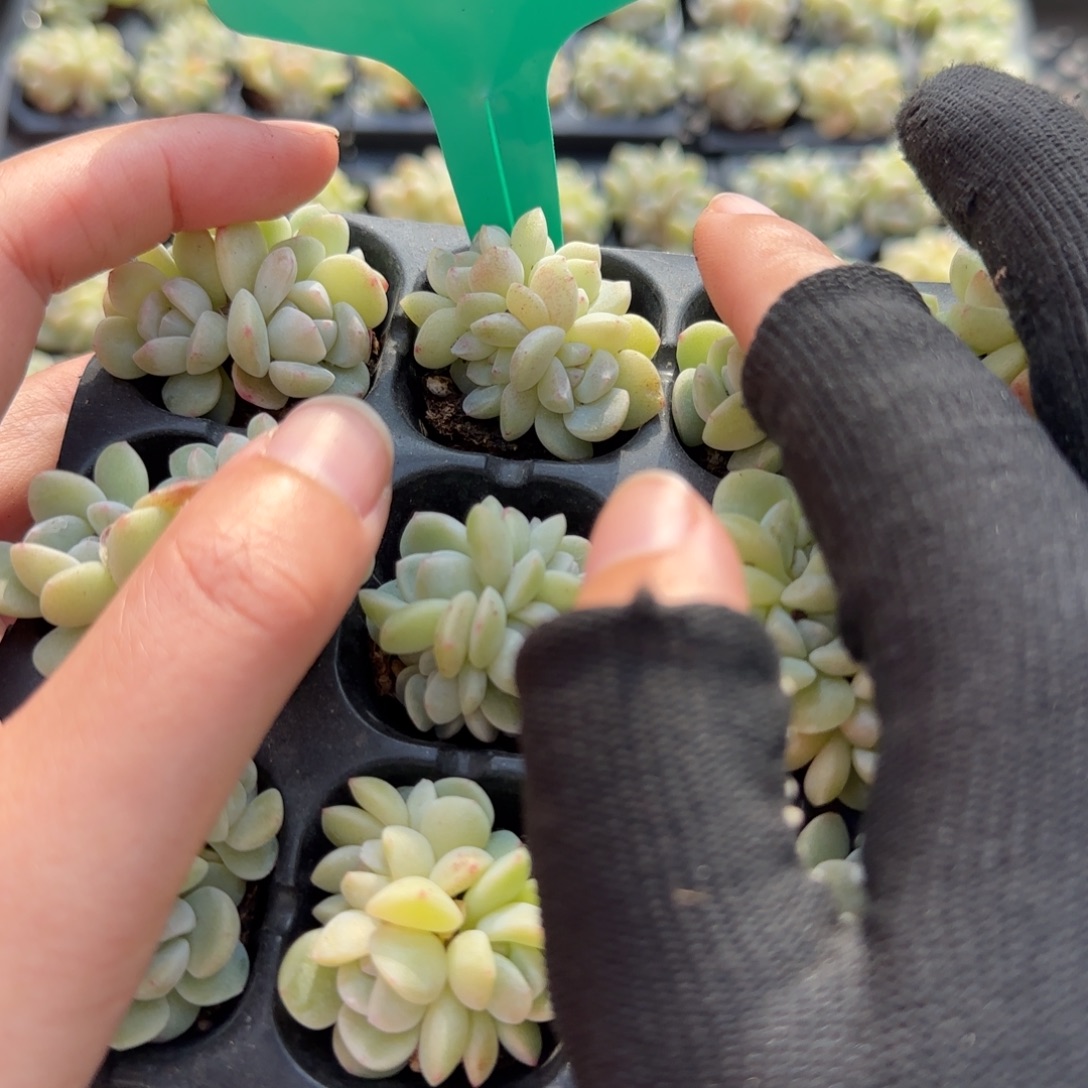 115冰玉群3颗哈哈哈哈