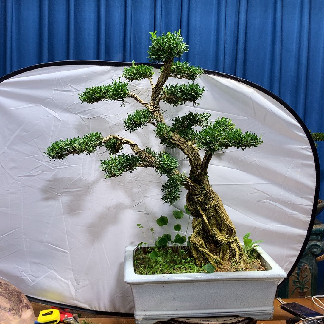 俊***哥无花朵黄杨盆景一物一拍