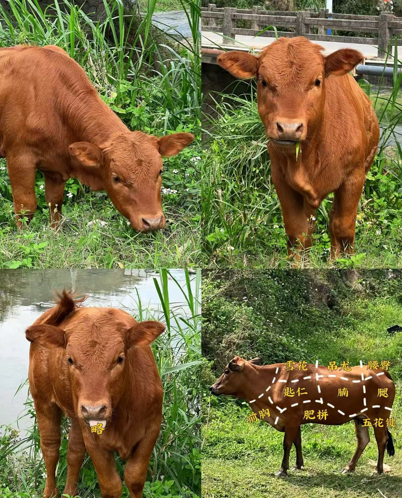 本地放养小黄牛现称