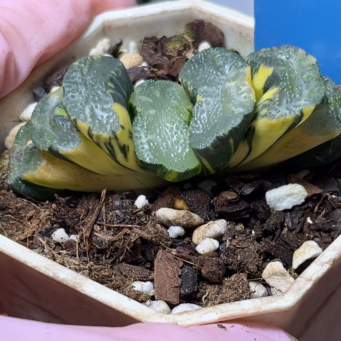 恭喜发财大吉大利929多肉