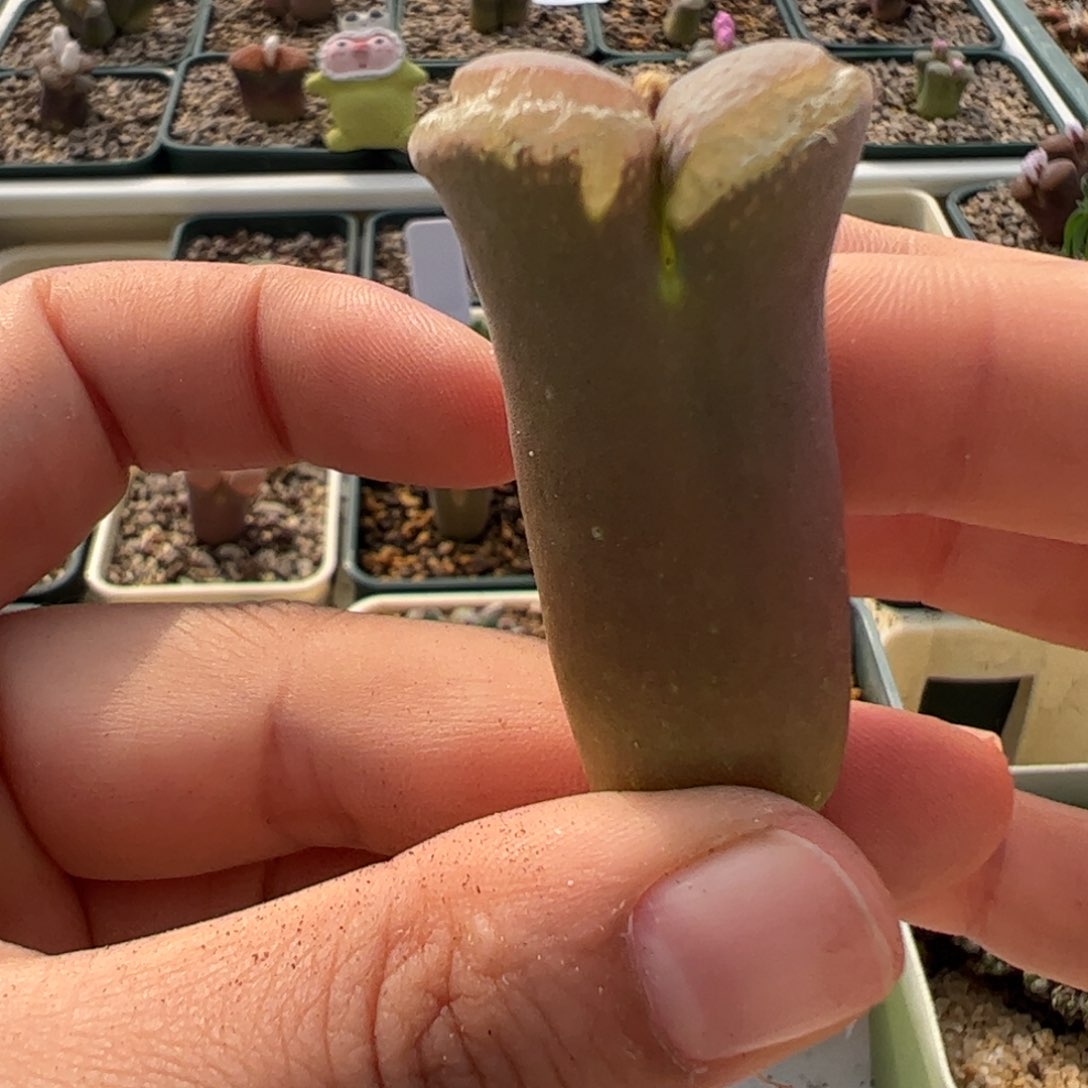 72 好看的多肉冲冲冲