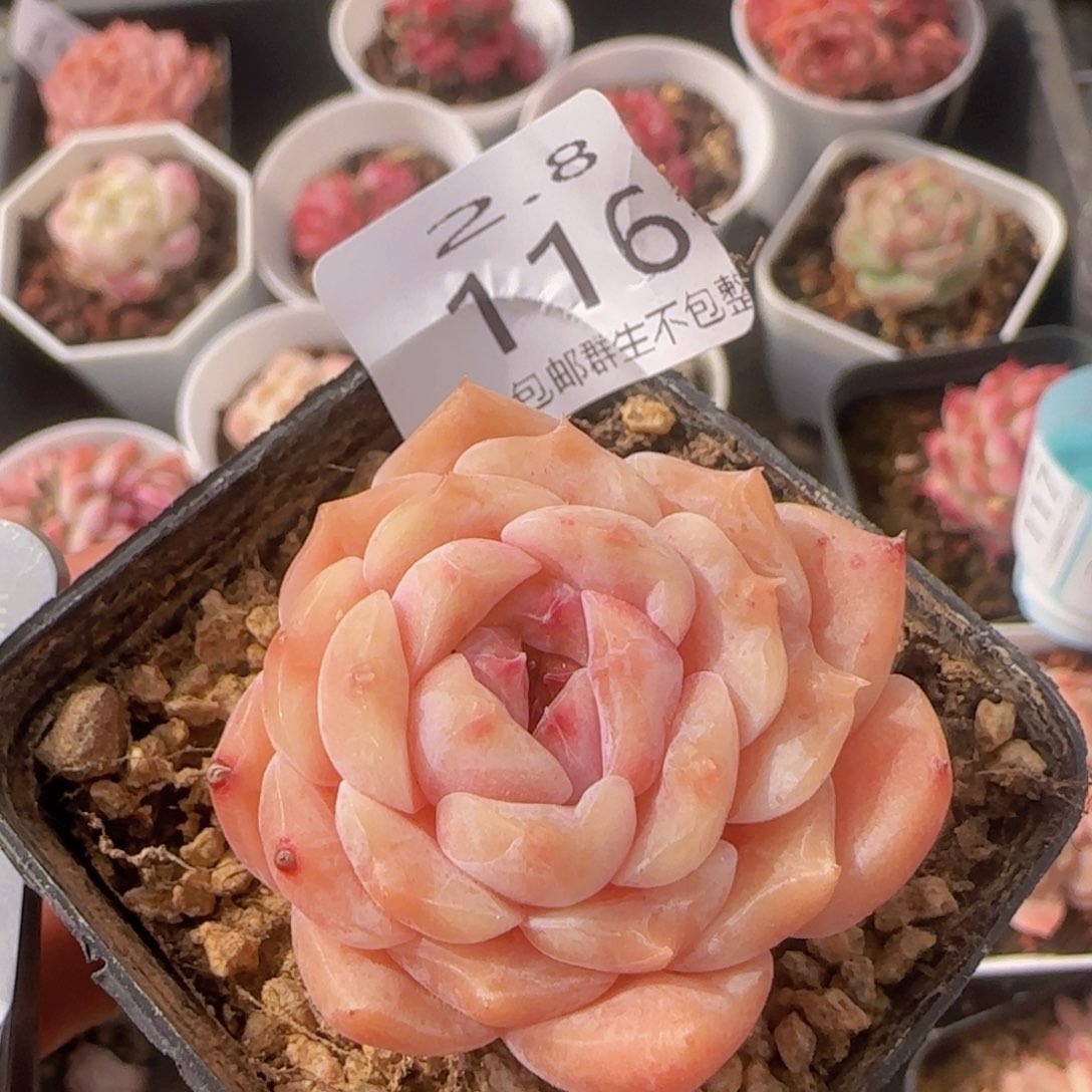 草莓冰魄老桩单头一颗脱土