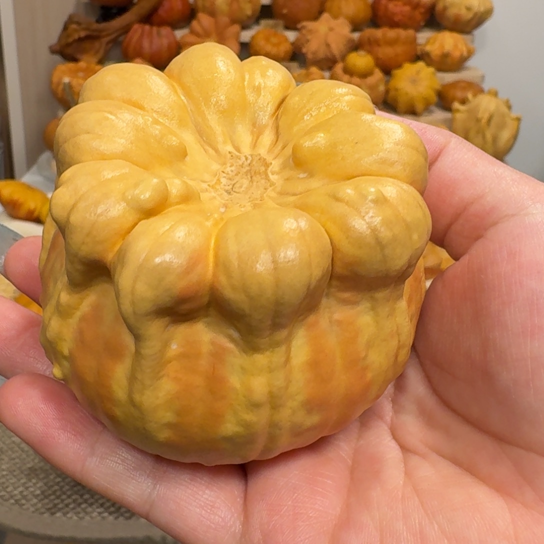条纹双色响籽花罐子