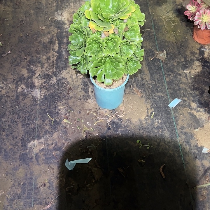 不包侧枝一物一拍55