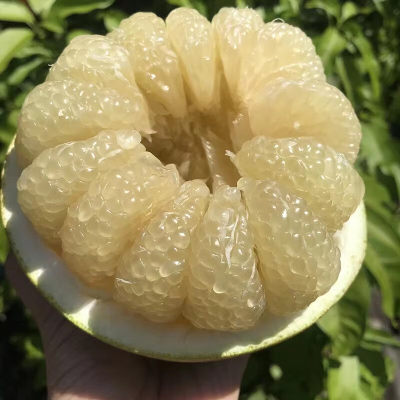 【大果】核心产区直发合江老树真龙柚无酸越放越甜拍