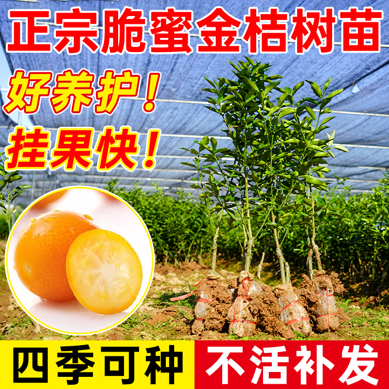 正宗新品种脆蜜金柑果树苗金桔批发柑橘果苗庭院盆栽嫁接种植水果