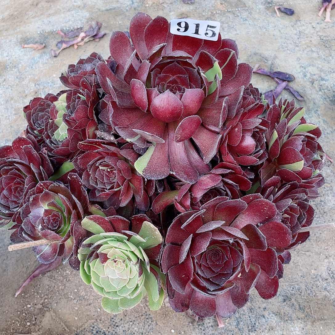 无花朵素*多肉植物黑美人915寄养