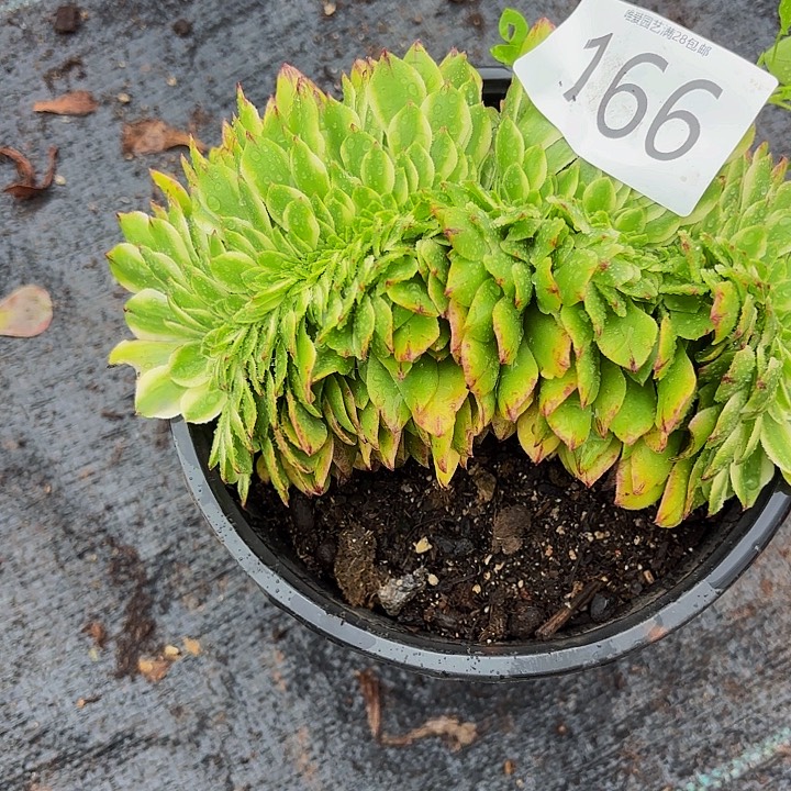 *****多肉植物福利166个