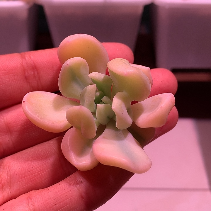 丘比特锦锦锦锦锦锦锦