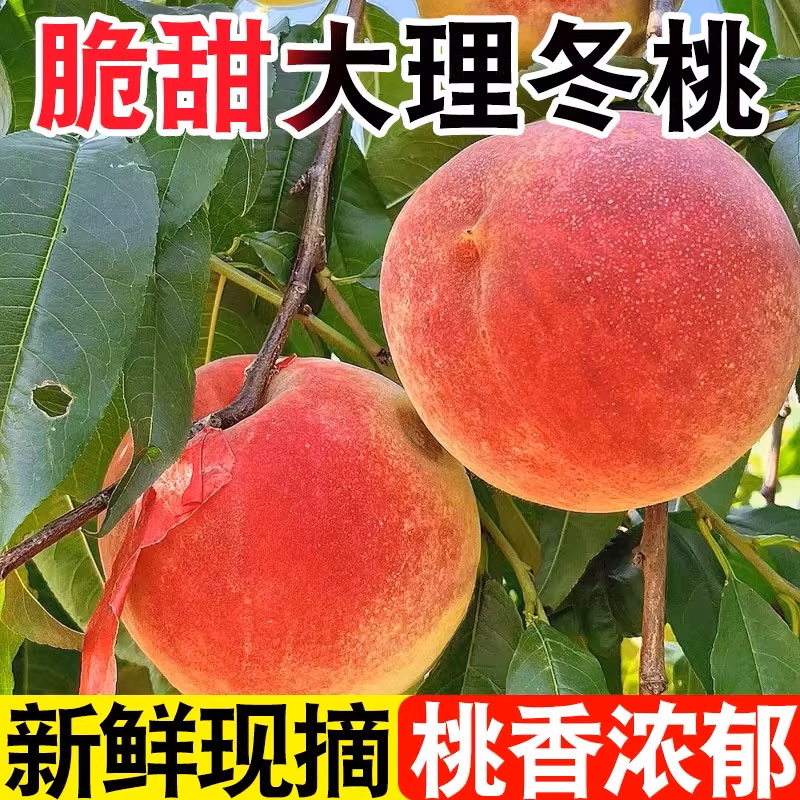正宗云南大理冬桃鲜果高原桃子当季孕妇新鲜水果毛桃整箱现摘现发