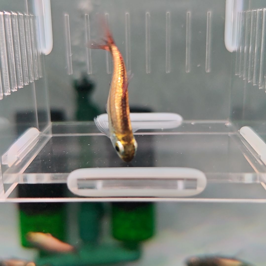 灯科鱼精选白金粉钻可卡