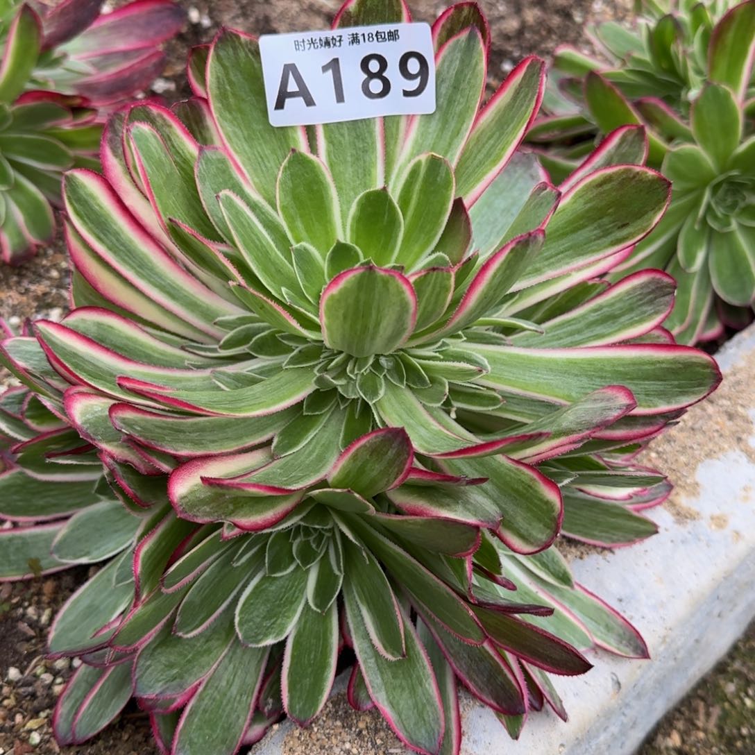 189孔雀翎多肉植物