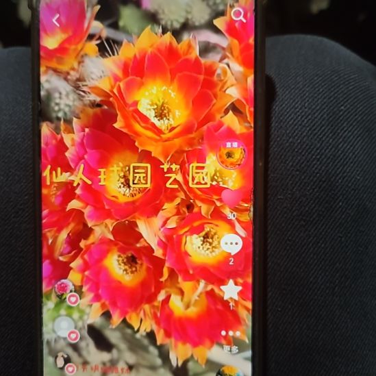 仙人球丽花阳光明媚姐妹侧芽