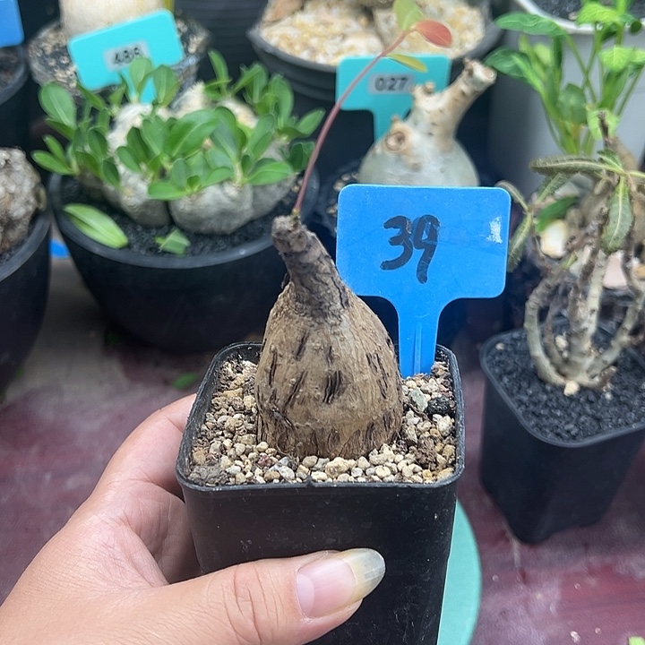 奇异油柑产地多肉植物