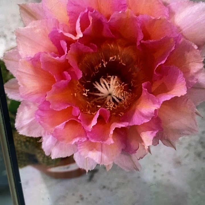 彩草1-20号一盆两棵10公分左右带根