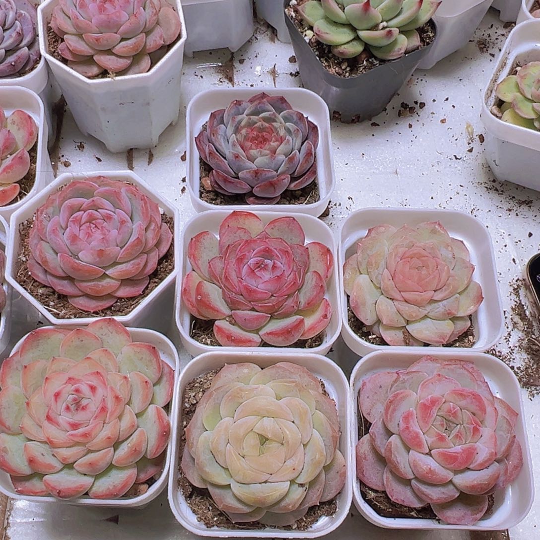 紫特组合7盆白盆发货