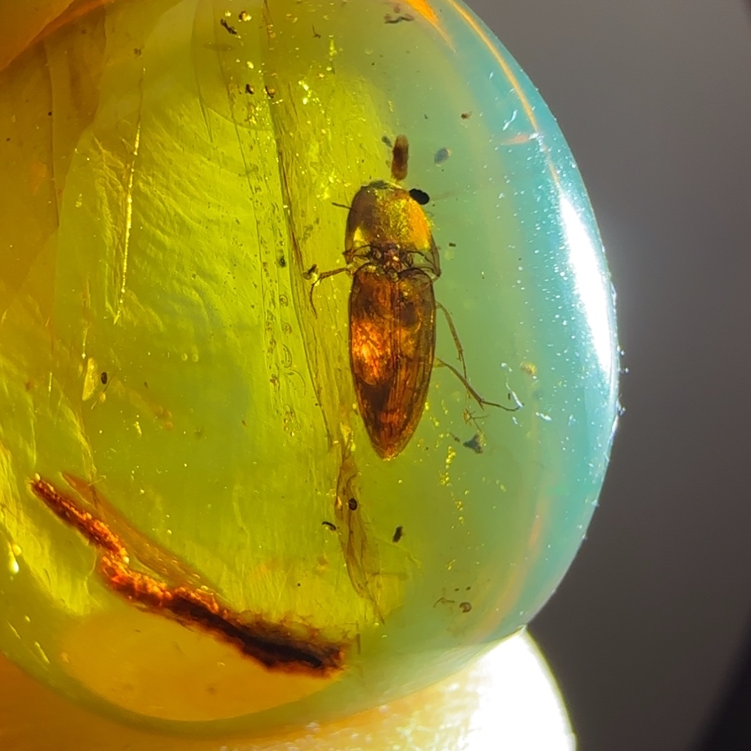 琥珀裸石未镶嵌大甲虫