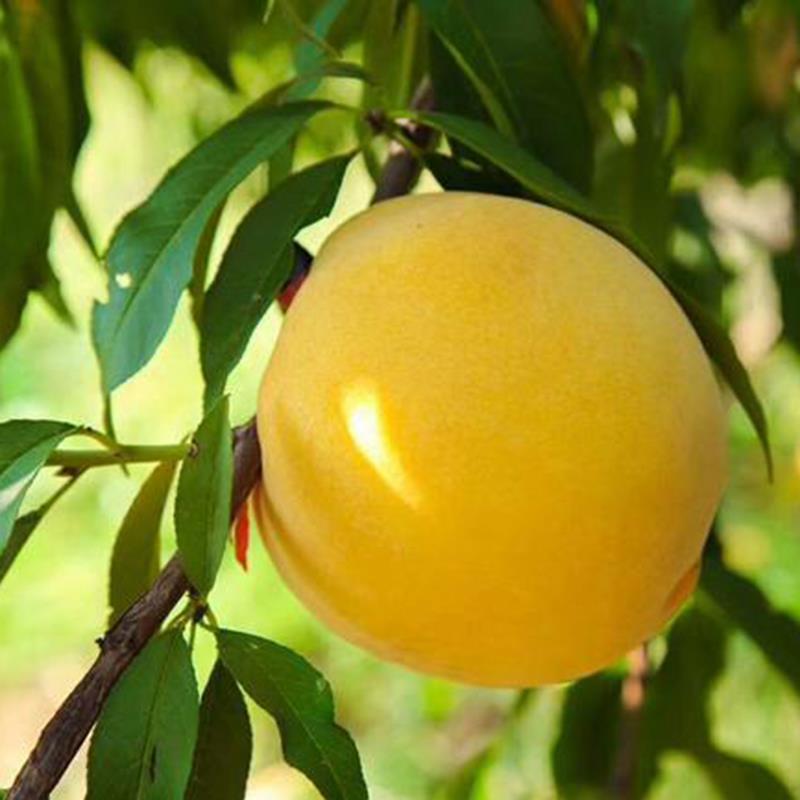 嫁接桃树苗黄金脆桃树苗盆栽地栽黄桃树苗南北方庭院种植果树苗