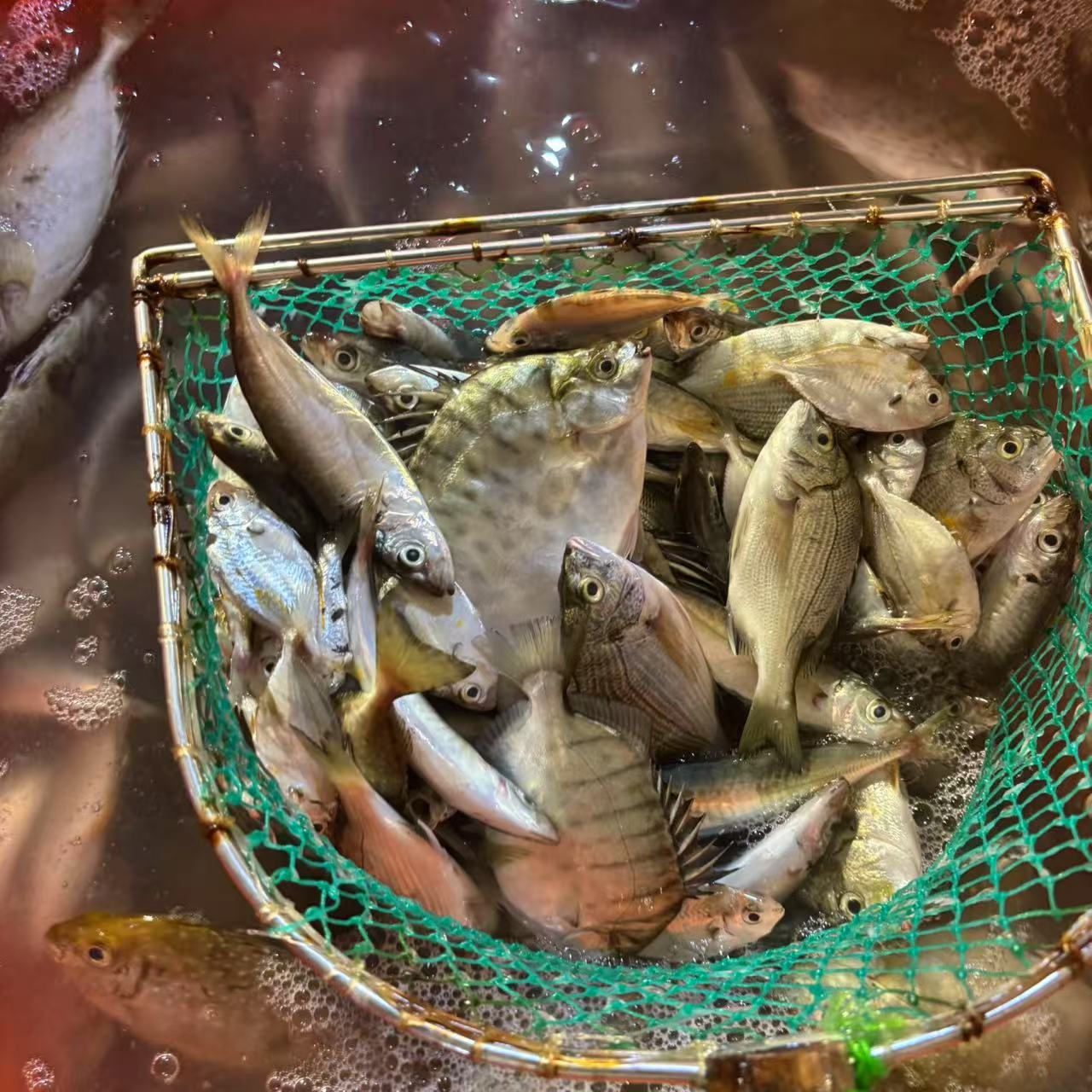 小杂鱼套餐  （随机发货介意勿拍，不算个头）直播间为准原条发