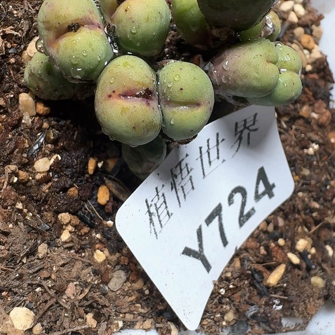 724号多肉植物哇x c