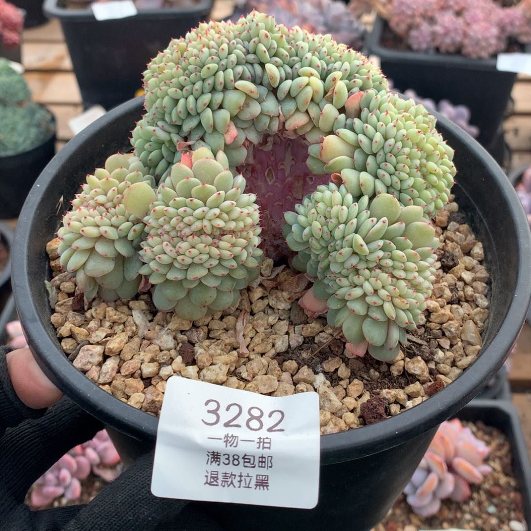 12厘米小树白胖子缀3282