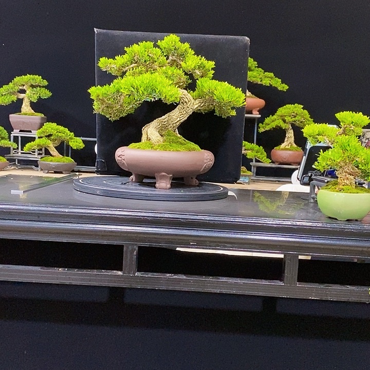 无花朵黄杨盆景四季常青不落叶