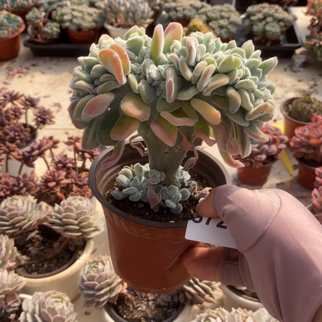 5722雪晃星缀化一物一拍