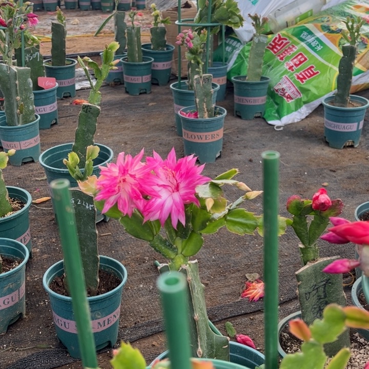 083瑕疵专拍链接1