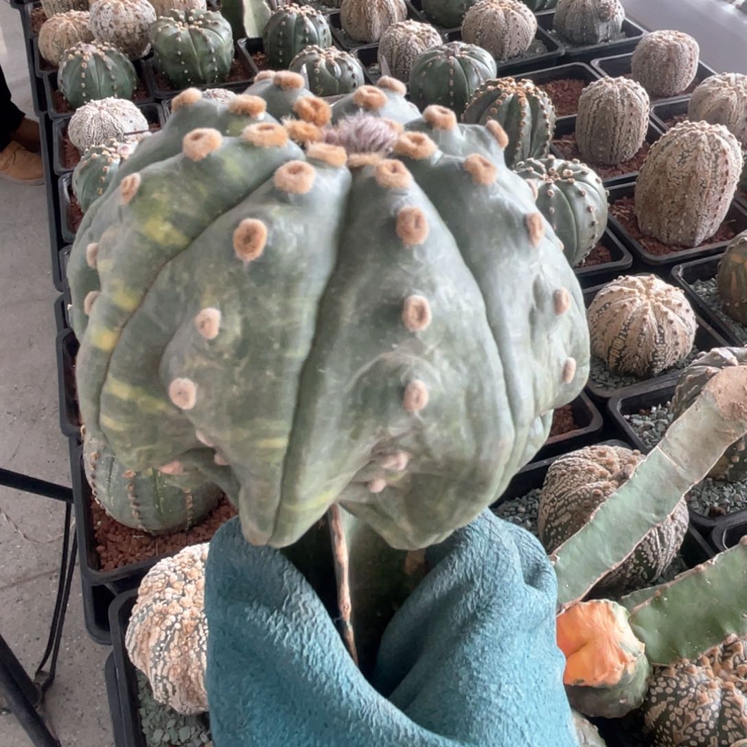 完全开放兜兜兜1