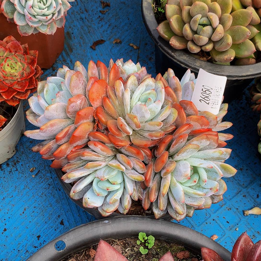 木***贝    橙梦露多肉26050