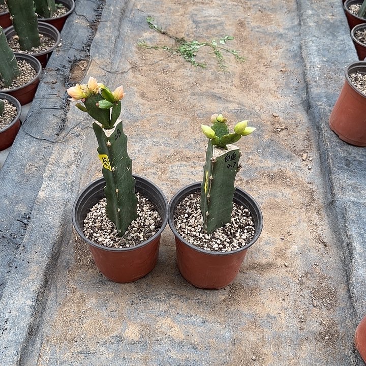 458+459嫁接蟹爪兰：028+白重（小苗）