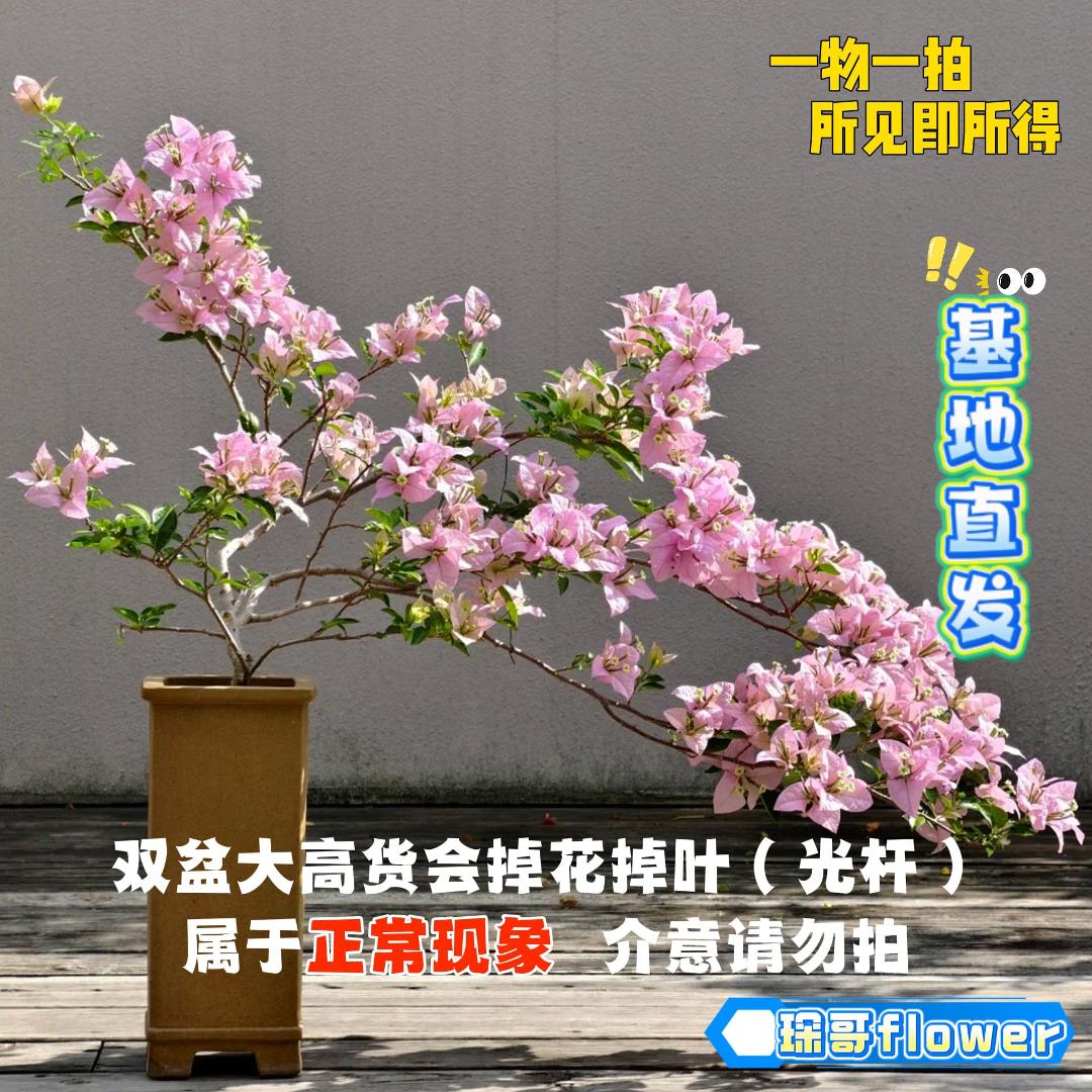 flower【38单盆一物一拍】室内外勤花耐活观赏带盆土三角梅