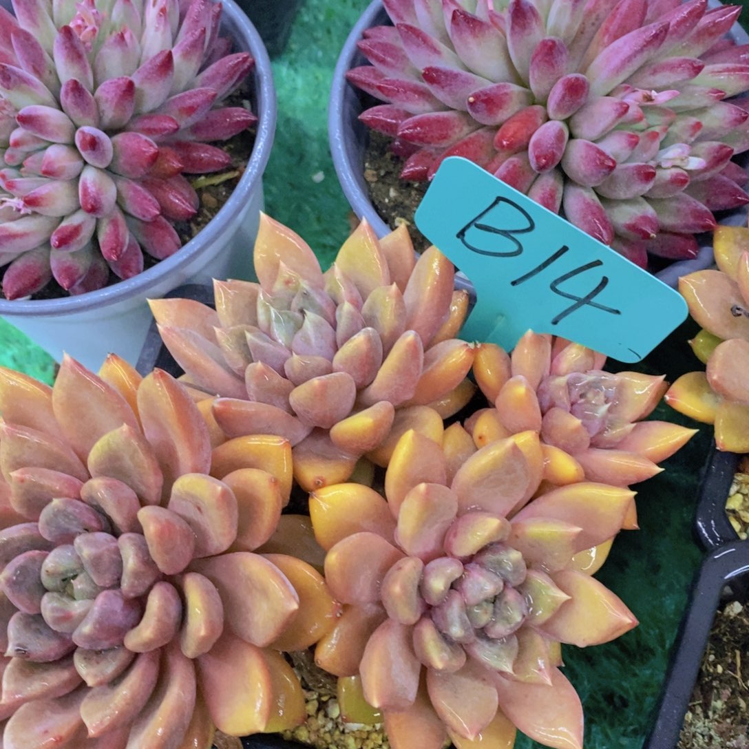 清货转场，一物一拍，看准