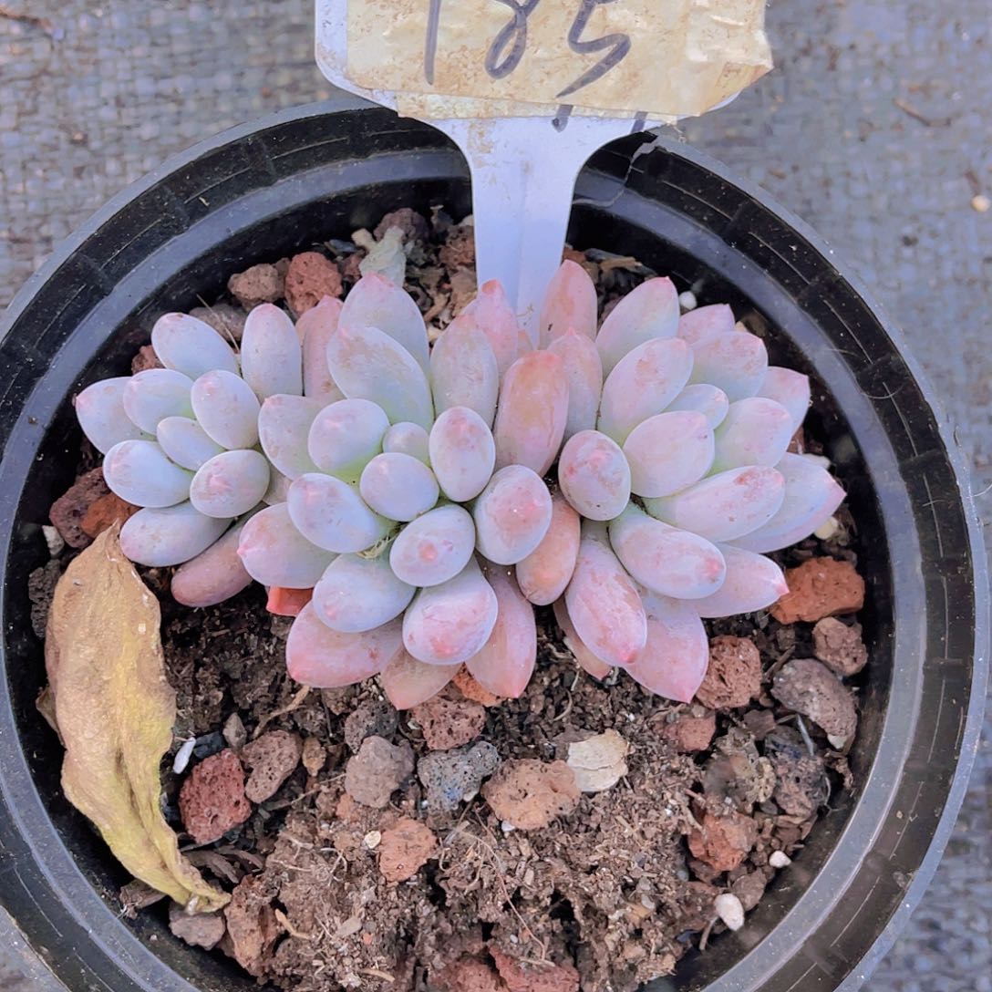 汤圆000000000000185