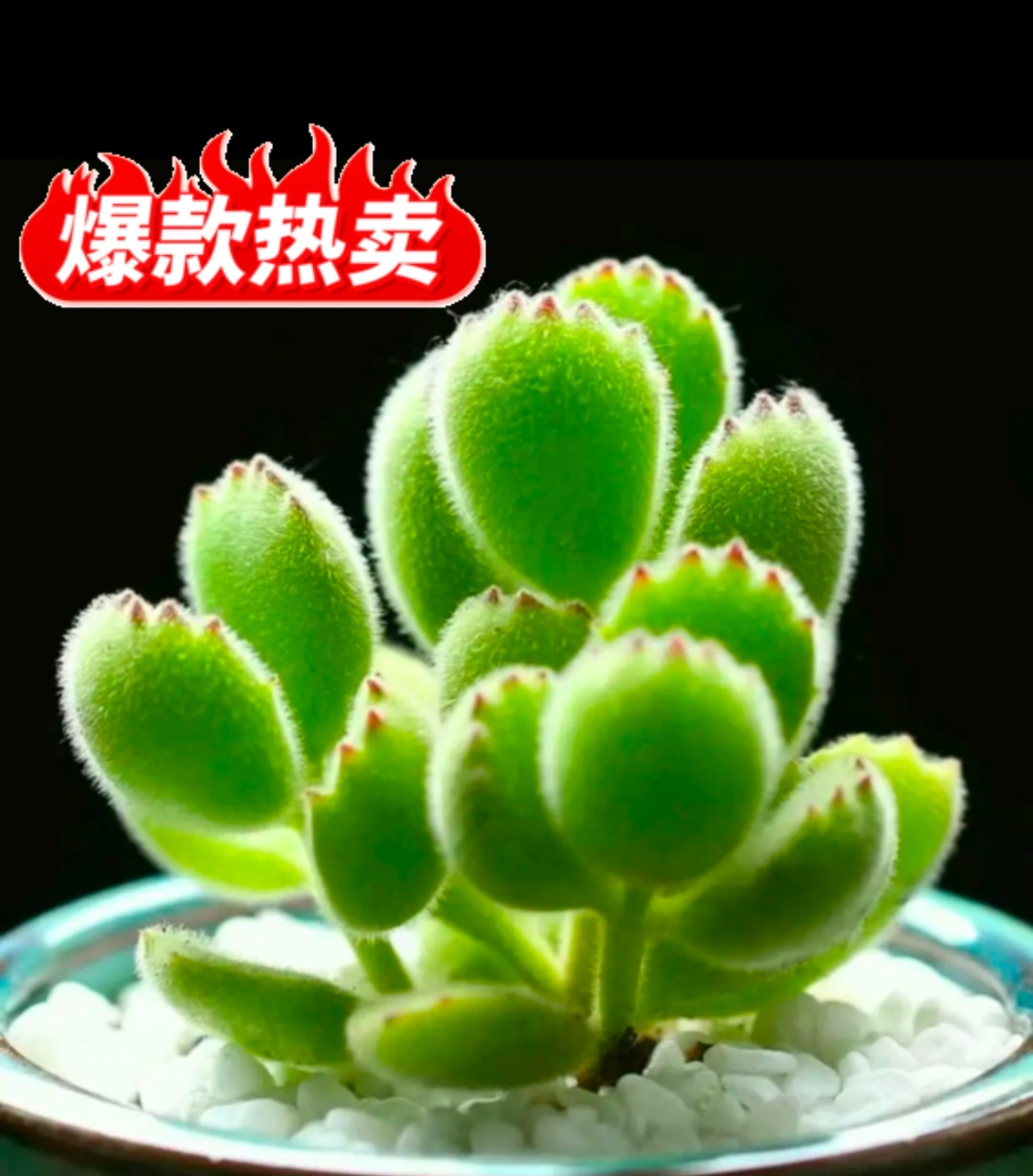 熊童子  塑料盆土栽好　　多肉植物