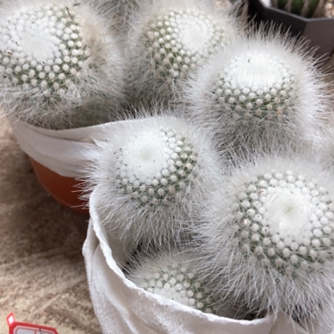 两盆白小丁仙人球两盆25米仙人球