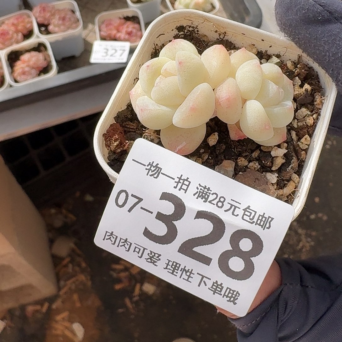 冰玉无盆土发货无