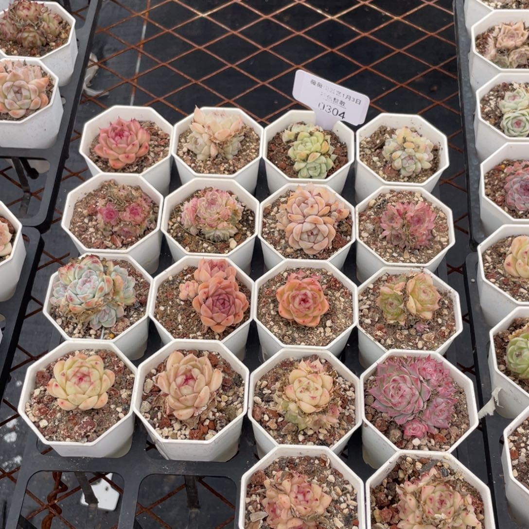 不包整散 盆子不售后0304