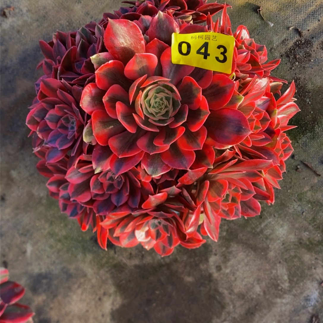 一****下多肉0000043女妖寄养