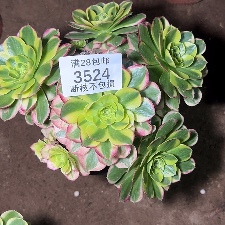 3524奶白锦多肉植物